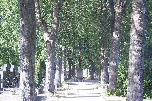 K�� na h�bitov� ve Vratislavic�ch