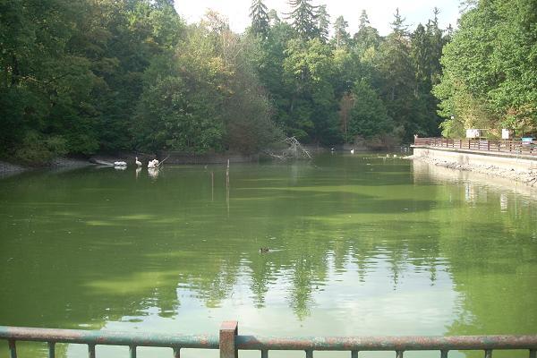 Labut� jez�rko - sn�en� hladina